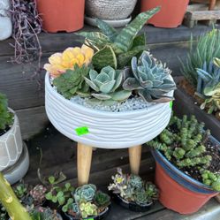 Decorative Succulent Stand Only One