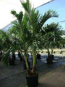 Palm trees delivered and planted 10 ft tall