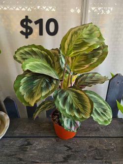 Calathea