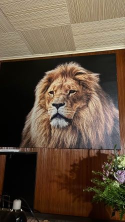 Lion Picture