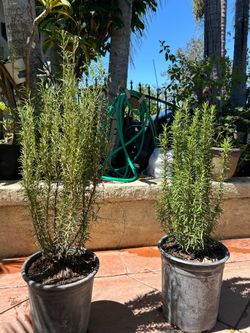 Rosemary herb plant