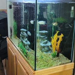 100 Gallon Fish Tank And Stand