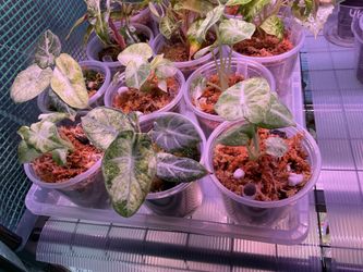 Alocasia ninja tri color