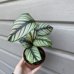 4” Rare Calathea White Star