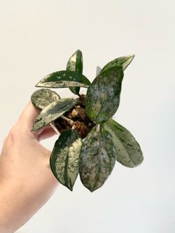 Hoya Wilbur Graves China