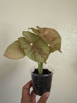 Neon Robusta Syngonium