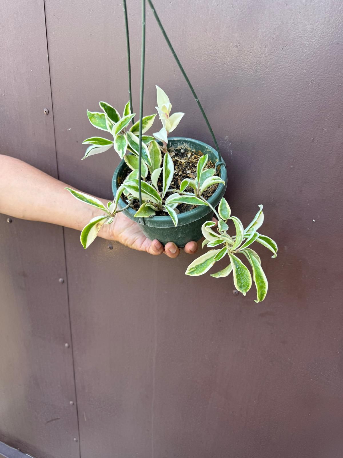 6” hoya suzie q 