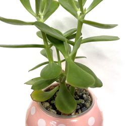 🎁 Jade House Plant In Cute Ceramic 5"H Pot.