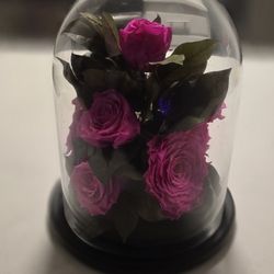 The Roses Forever Live Flowers