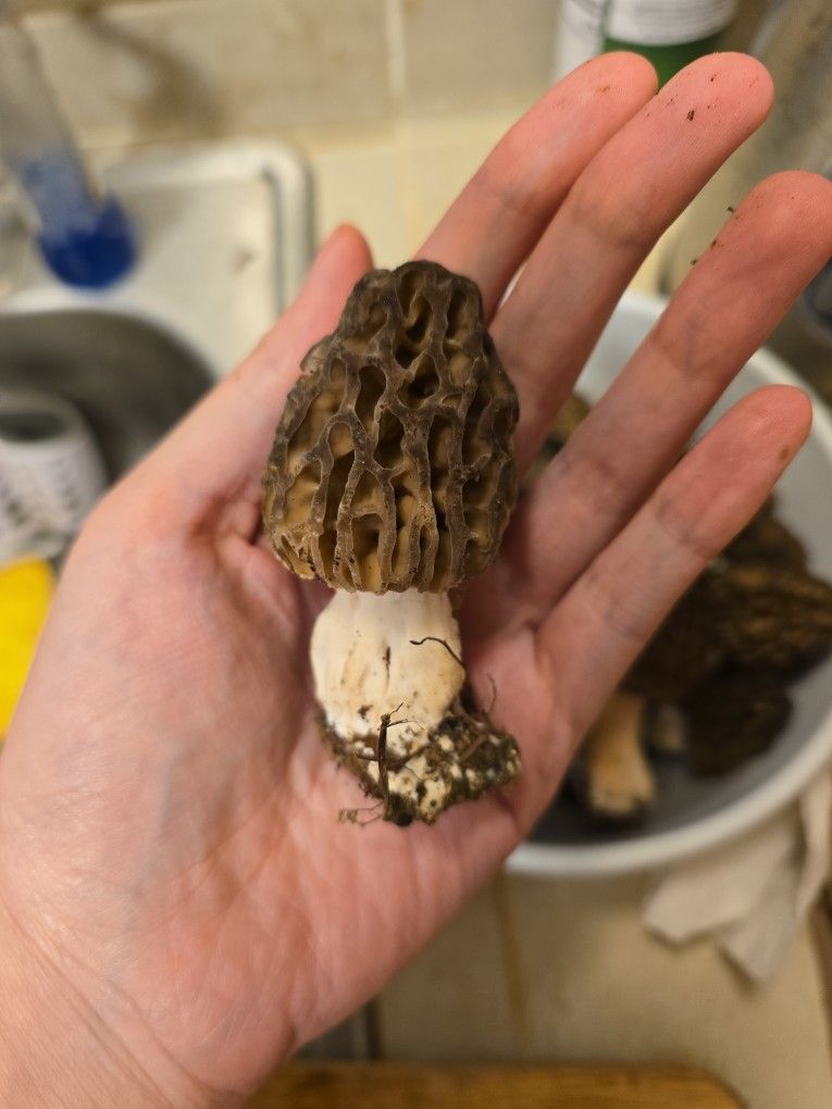 Wild Morel Mushroom For Sell