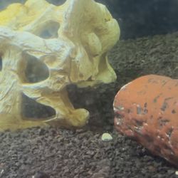 Tropius Aquarium