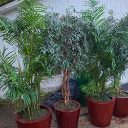 Artificial Trees In Planters