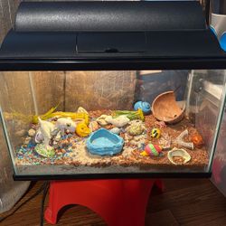 Hermit Crab Gear -tank Separate $10