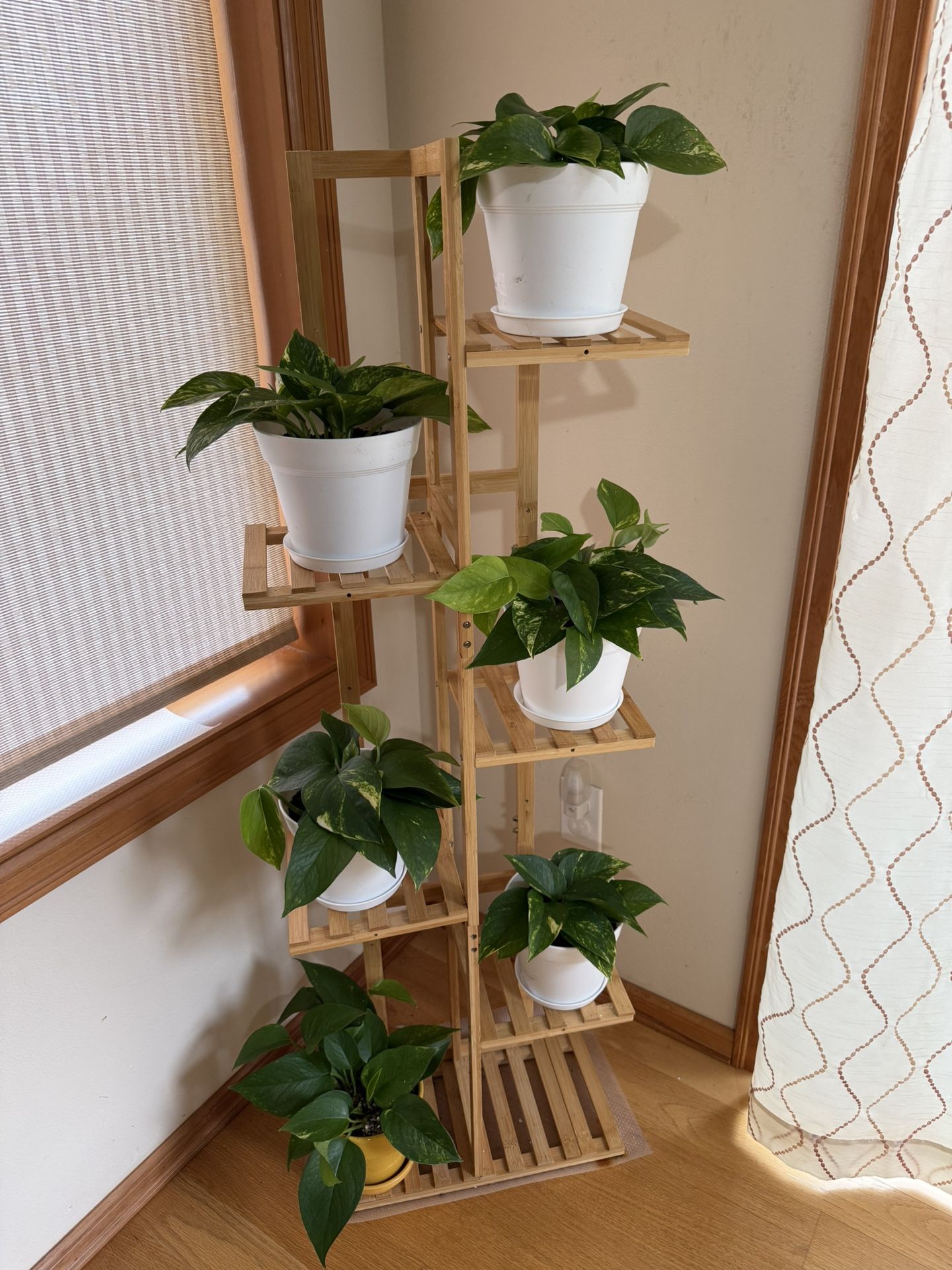 Live Healthy Golden Pothos Money Plants In 6” Pot