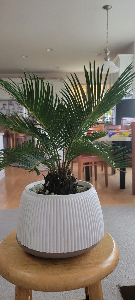Palm Bonsai