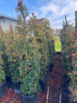 Eaugenia 15gallon Privacy Hedge
