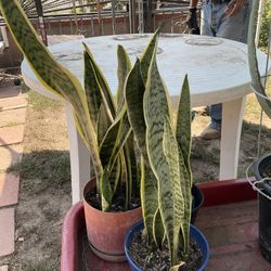 All Types Of Fruit Trees And Plants Aloe,chili Peppers Palm Trees , Eucaliptus Trees