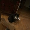 tom