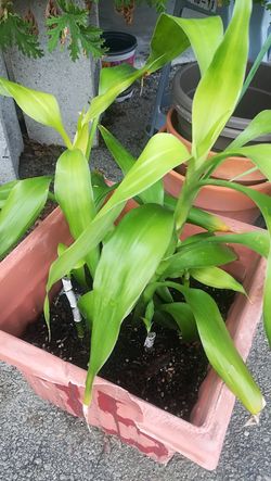 Lucky bamboo on soil