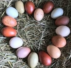 Free Range Chicken And Quail Eggs