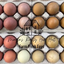 Fertile Chicken Hatching Eggs