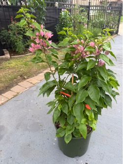 Bougainvillea