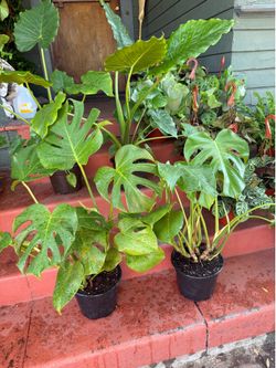 Monstera Deliciosa Plant & Elephant Ears Plant for $28 each
