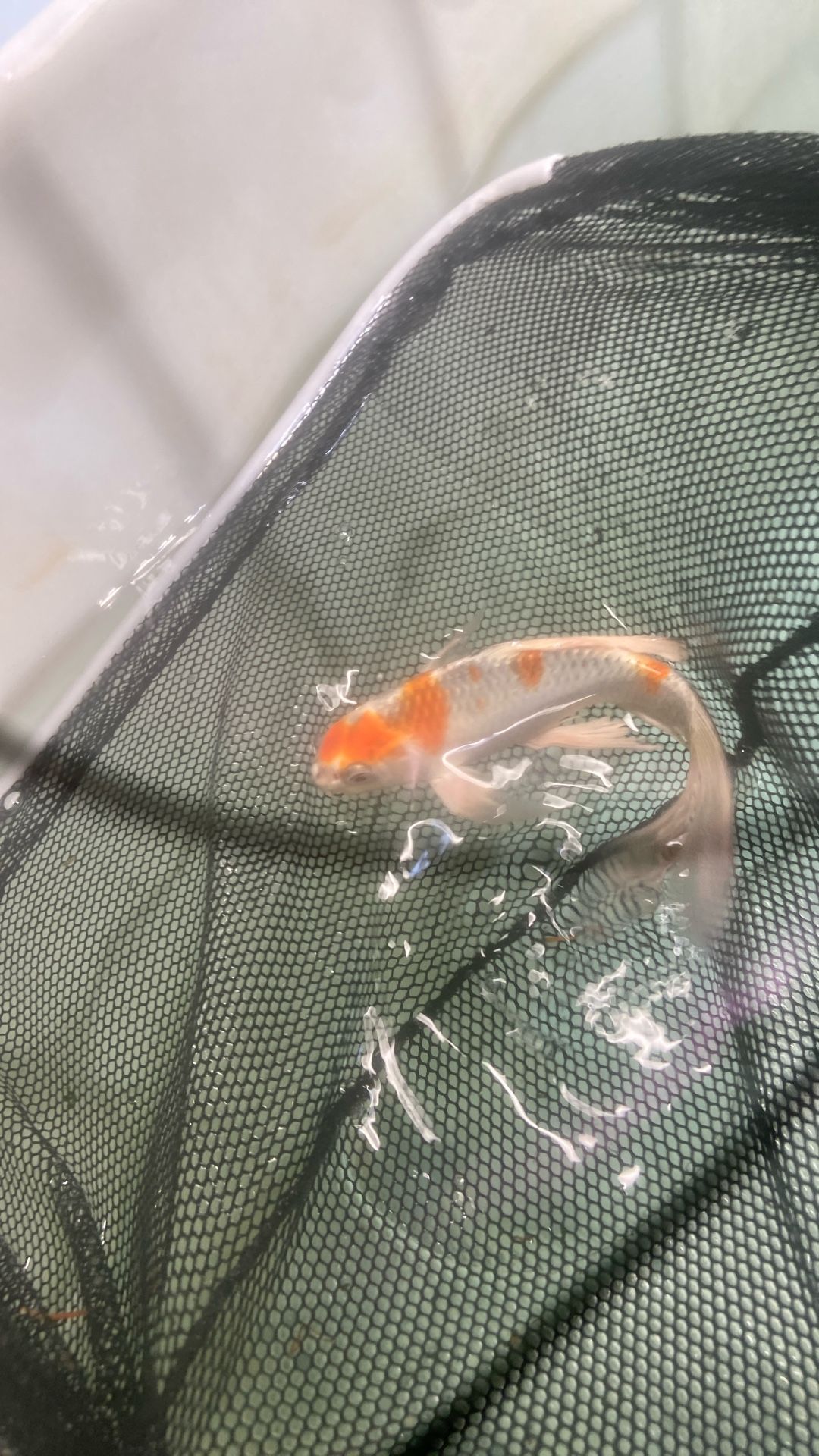 Pond Filter