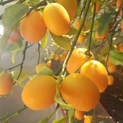 Kumquats will pick fresh for you ONLY $3 a pound