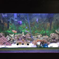 Fish tank with everything inside