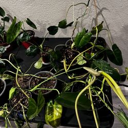 Multiple Plant Babies 