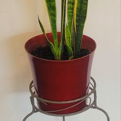 Snake Plant With Metal Stand $20. Pick-up At 9 N. Uniont St. Aurora 60505.