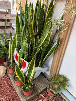 Succulents 2” pot for $0.50 and 3” pot for $2