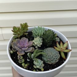 Succulents in 10” ceramics pot 