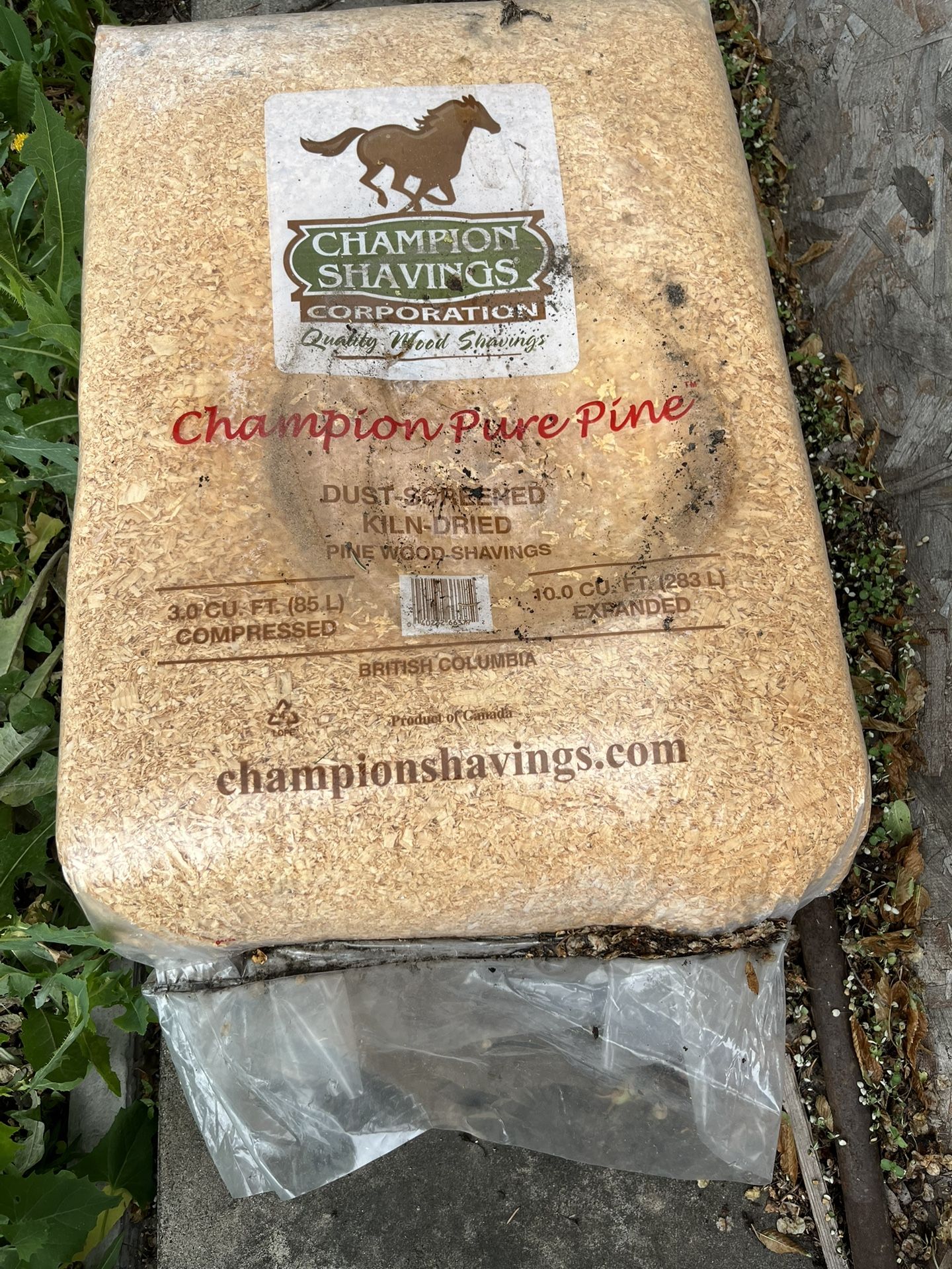 Pine Shavings 