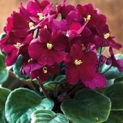 2 leaf cutting for propagation- African Violet