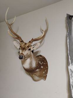 Axis deer
