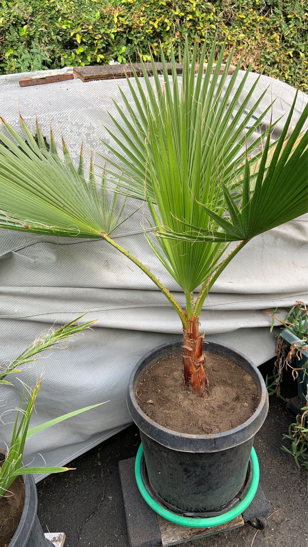 Palm tree in pot decorative green plants