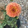 GrowMas Food Nursery