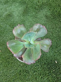 Echeveria succulent