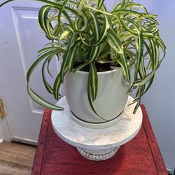 Large Curly spider Plant