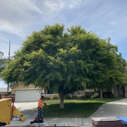 Removal And Trimming 