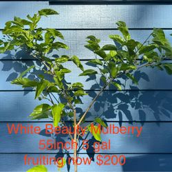 white beauty mulberry tree