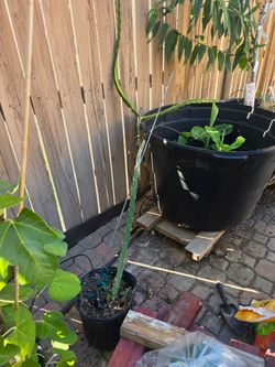 Frankie's Red dragon fruit