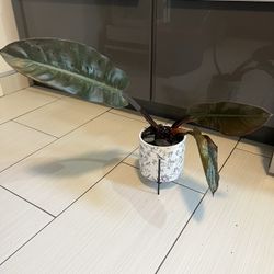 Houseplant 