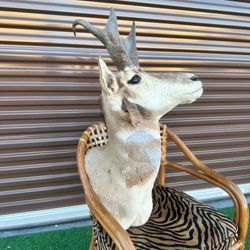 Taxidermy Mounted American Pronghorn Antelope