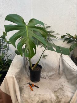 Monstera plant