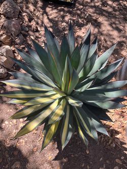 Agave blue glow varigated