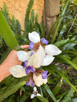 Rare Flower Cuttings!