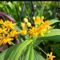 Native Milkweed For Butterflies